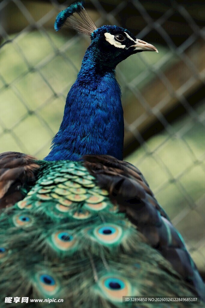 美丽孔雀展示绚丽羽毛