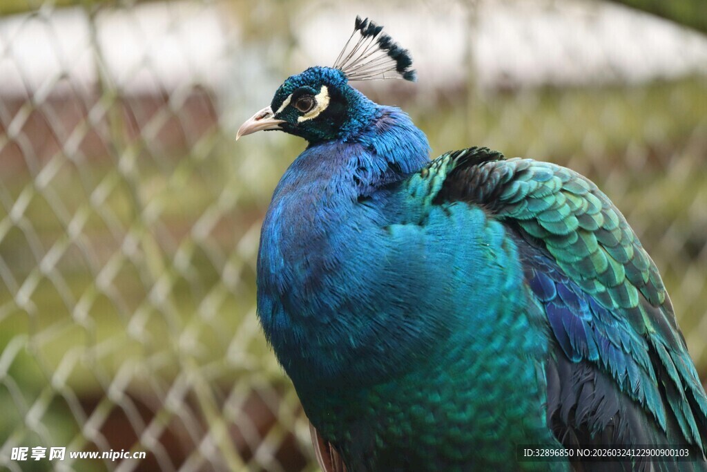 美丽孔雀展现绚丽羽毛