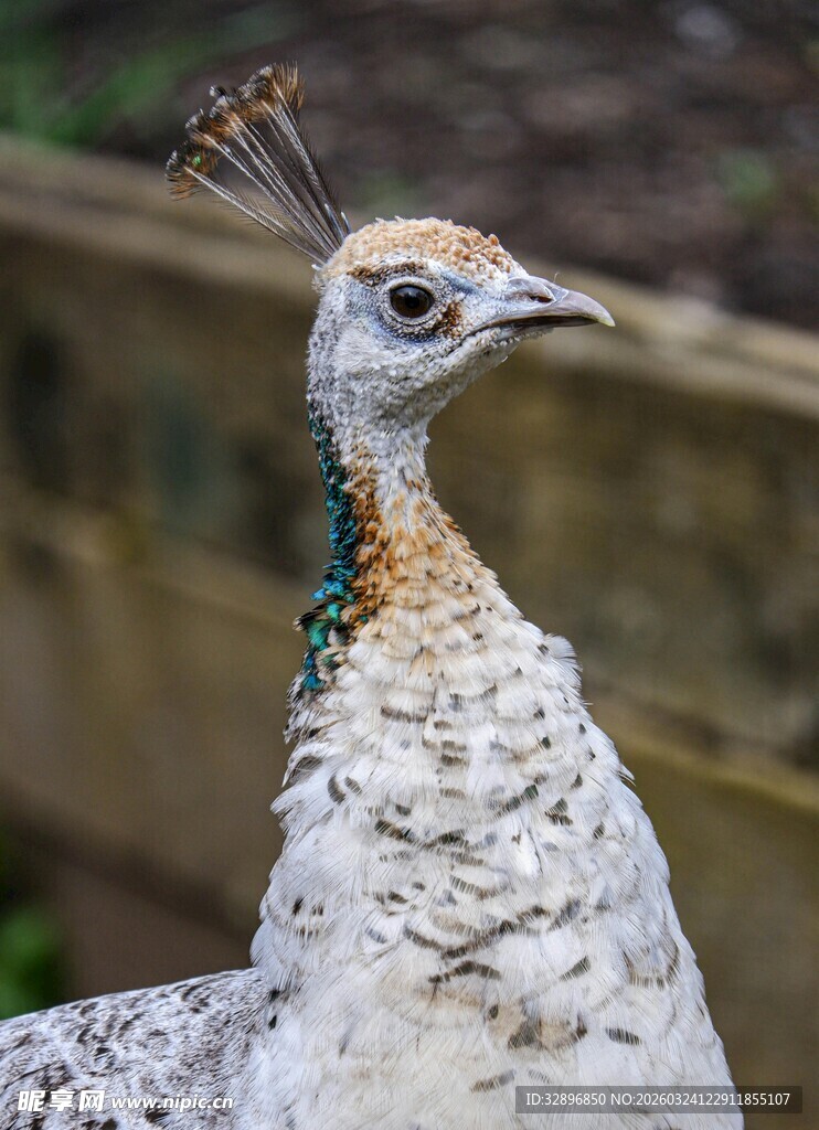 优雅白孔雀特写