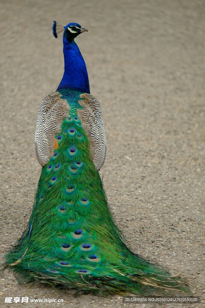 美丽孔雀展示绚丽尾羽