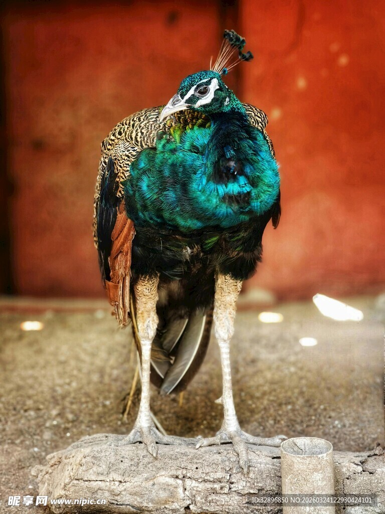 美丽孔雀立于木桩