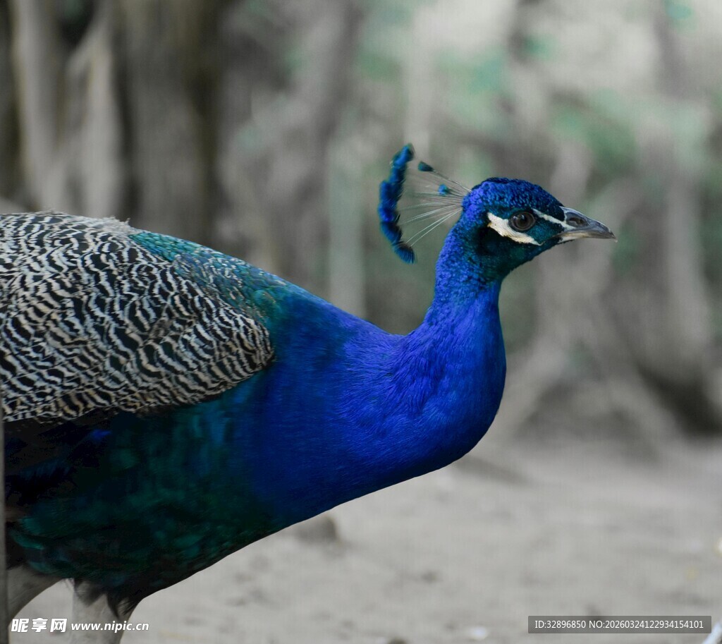 美丽蓝孔雀漫步林间