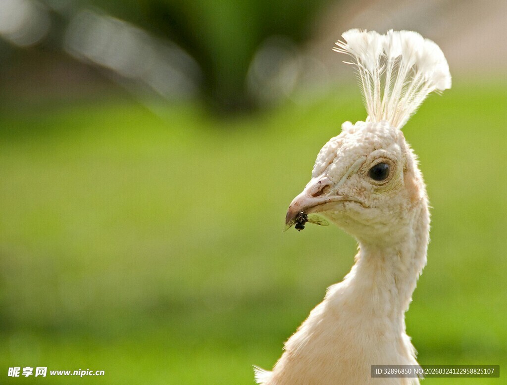 白孔雀特写