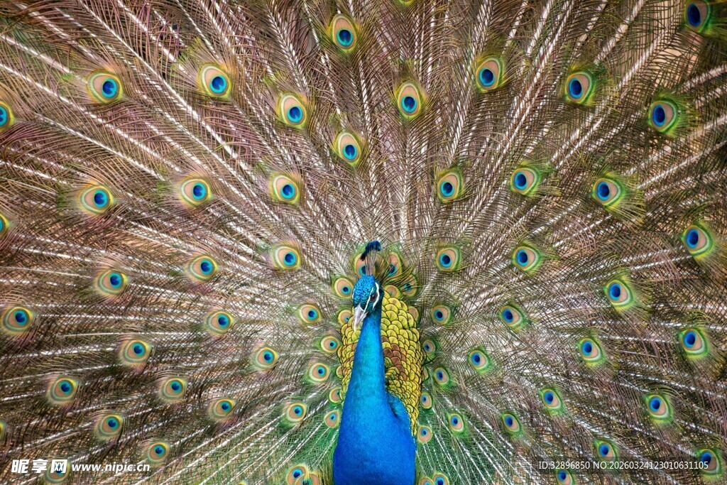 开屏的美丽孔雀