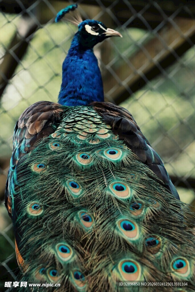 美丽孔雀展示绚丽羽毛