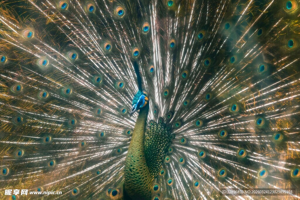 开屏的孔雀展现绚丽羽毛