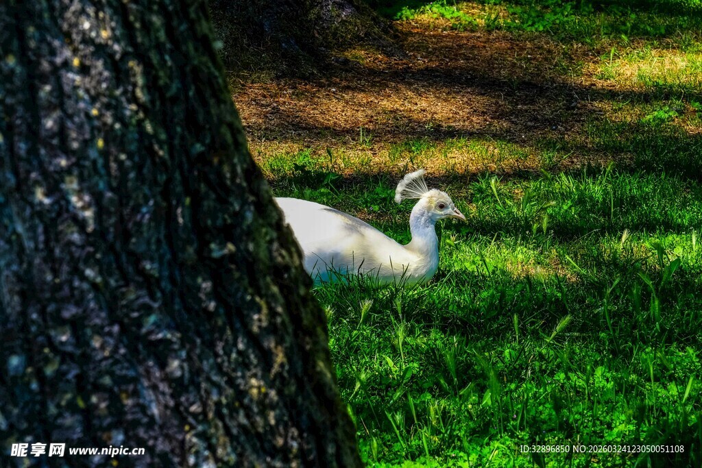 树下休憩的优雅白孔雀