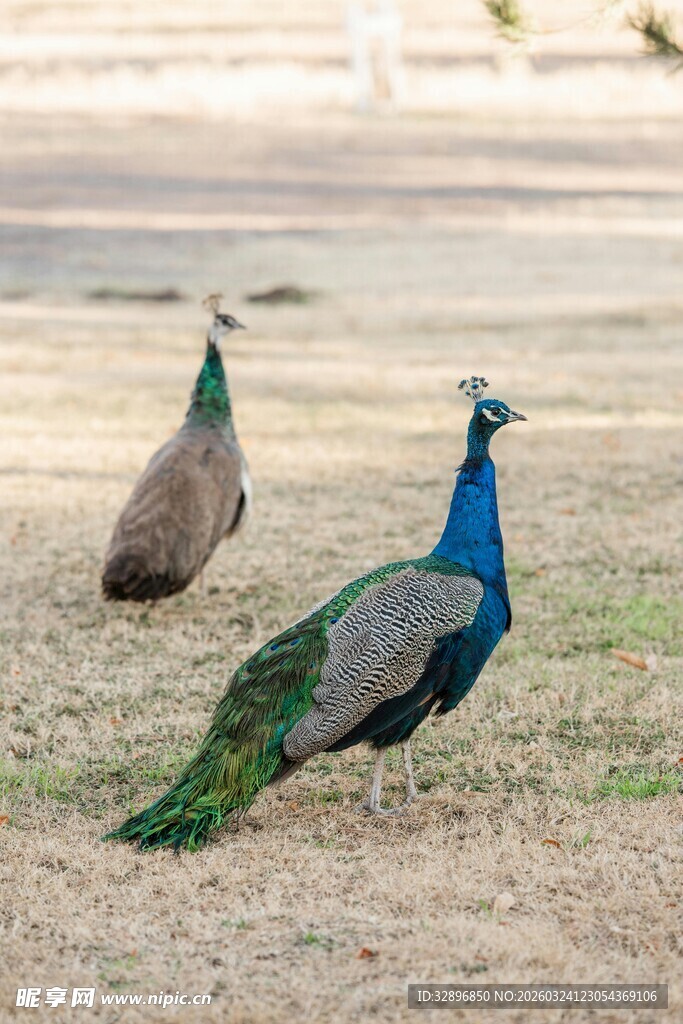 两只孔雀于户外草地