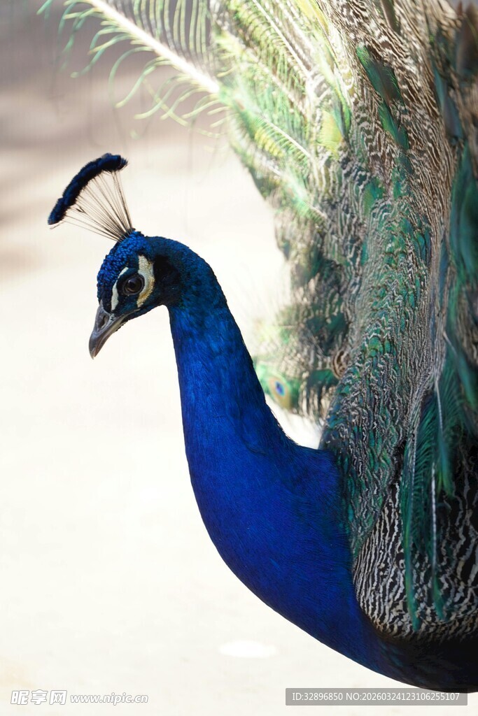 美丽蓝孔雀展示优雅身姿