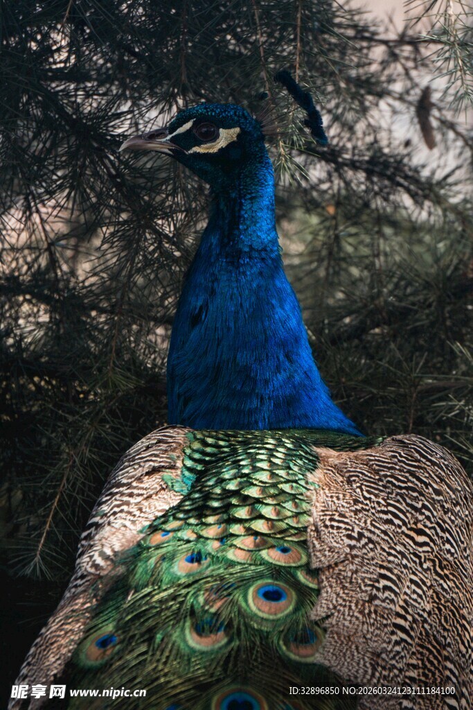 美丽蓝孔雀展示绚丽羽毛