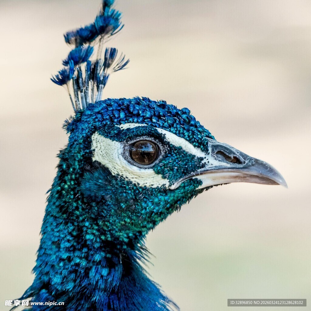 蓝孔雀头部特写