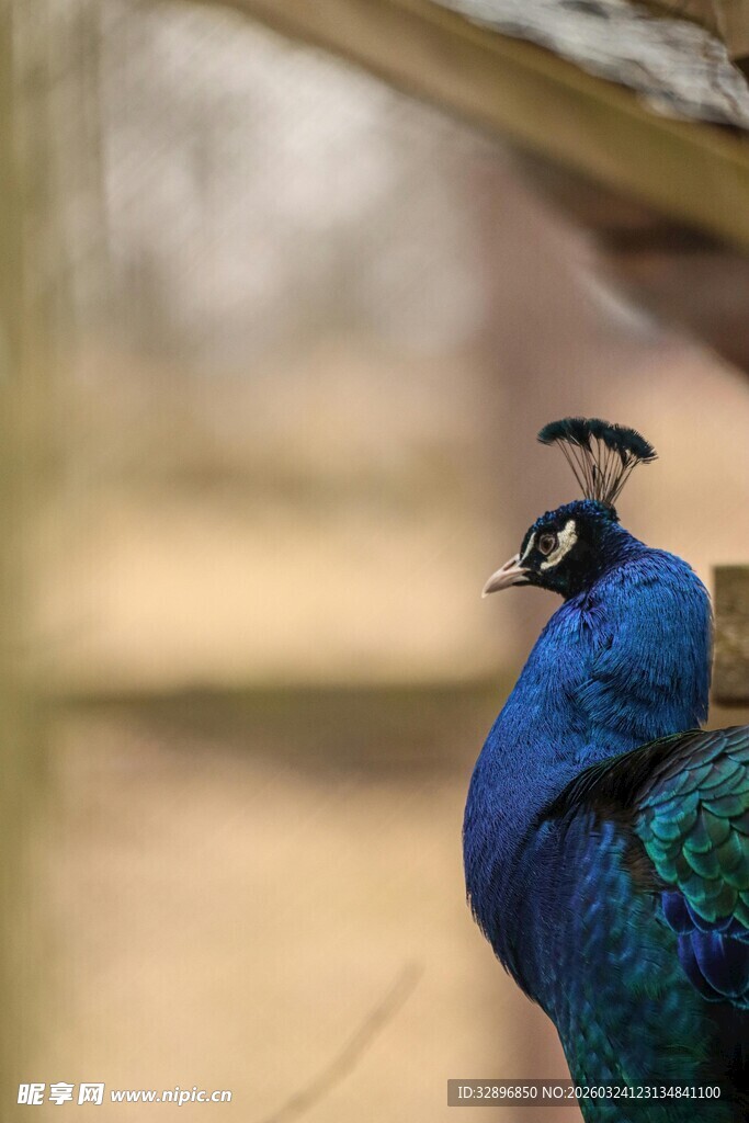 美丽蓝孔雀特写