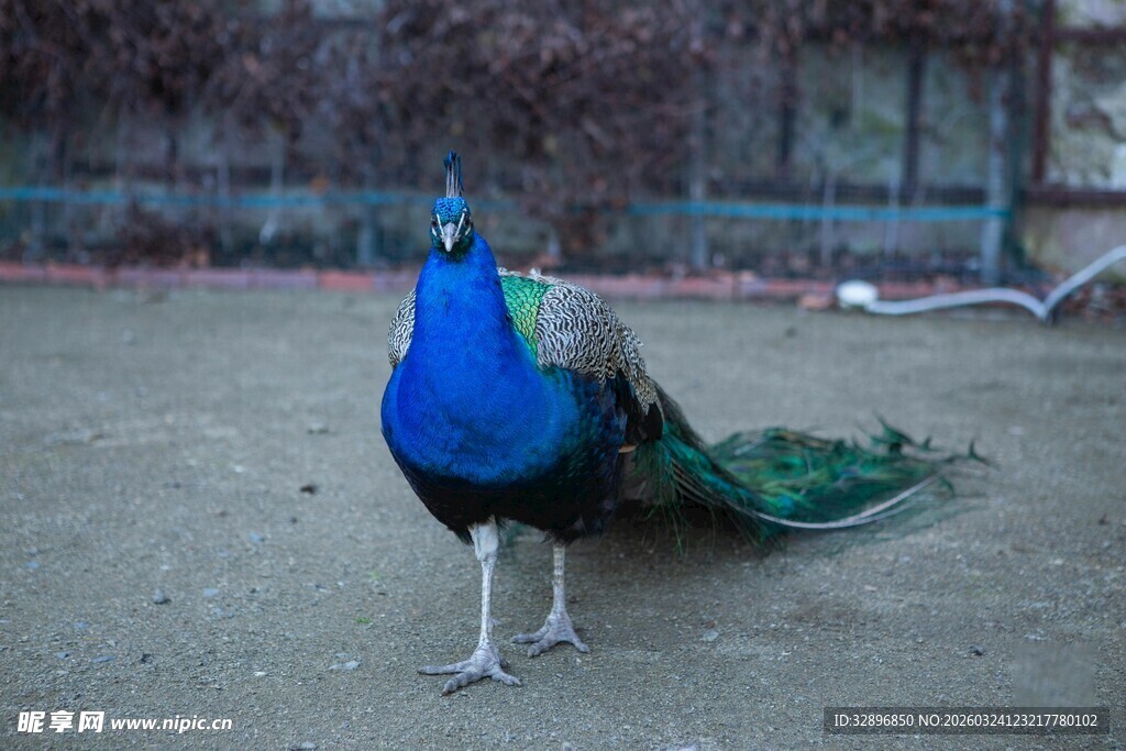 蓝孔雀优雅漫步