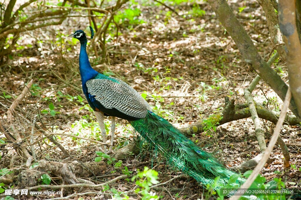 林间孔雀展绚丽身姿