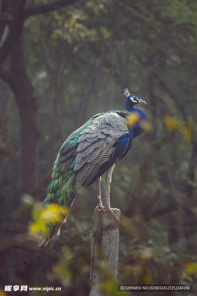 枝头孔雀尽显绚丽风姿