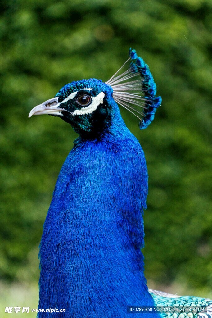 蓝孔雀特写