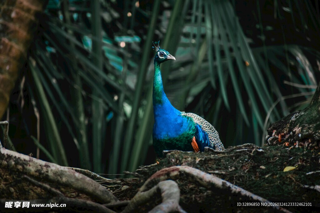 丛林中的蓝孔雀