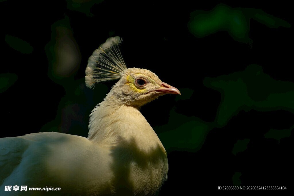 优雅白孔雀特写