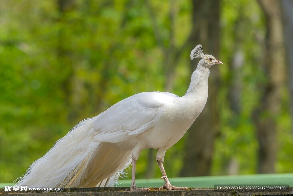 白孔雀立于绿意背景中
