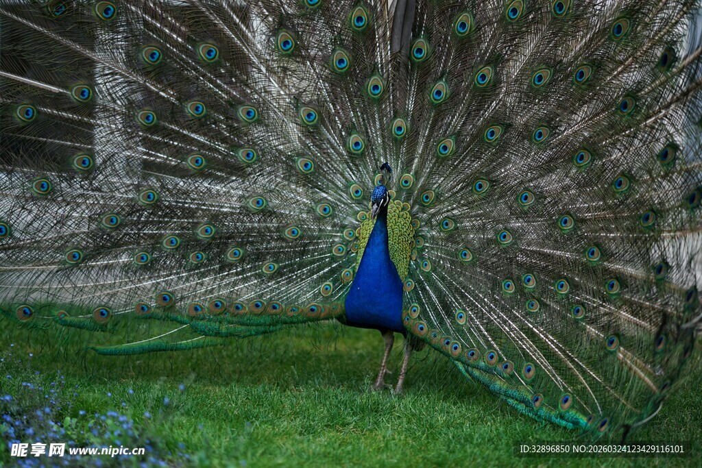 开屏的孔雀展现绚丽羽毛