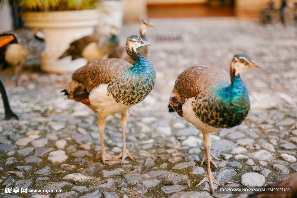 庭院中的美丽孔雀