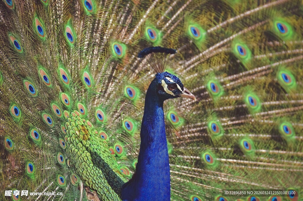 开屏的美丽孔雀