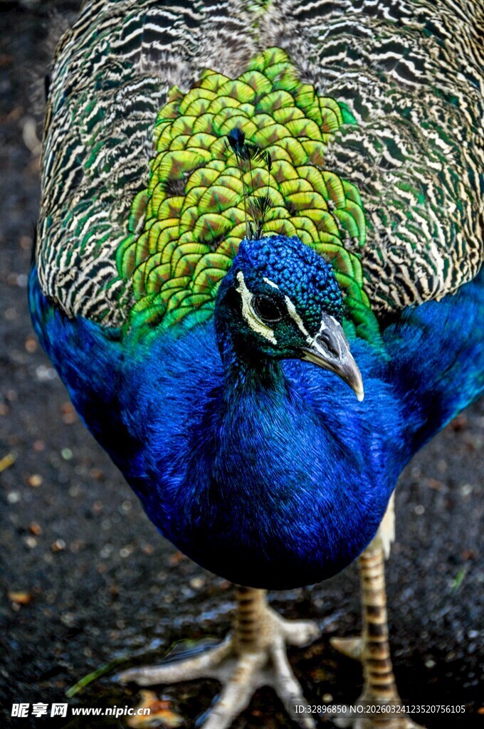 美丽蓝孔雀特写