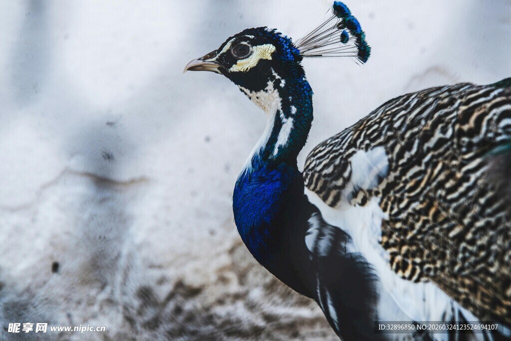 优雅孔雀展现美丽身姿