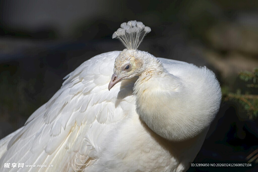 优雅白孔雀特写