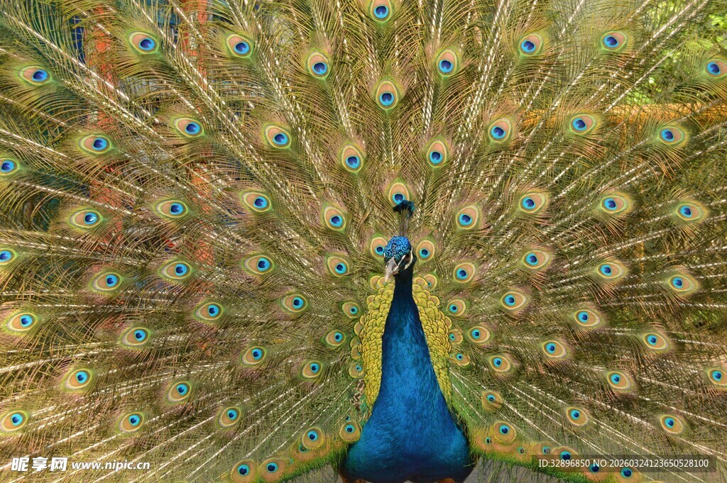 开屏的美丽孔雀