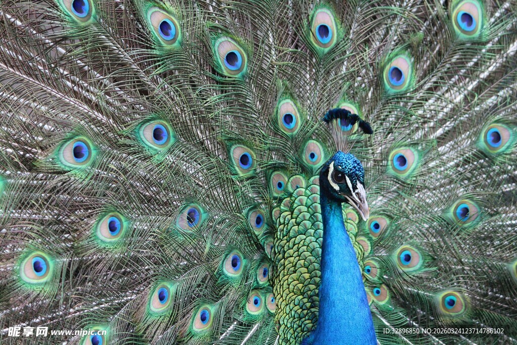 开屏的美丽孔雀