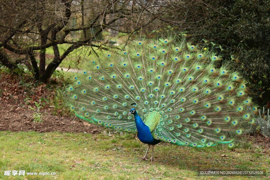 开屏的孔雀于自然中
