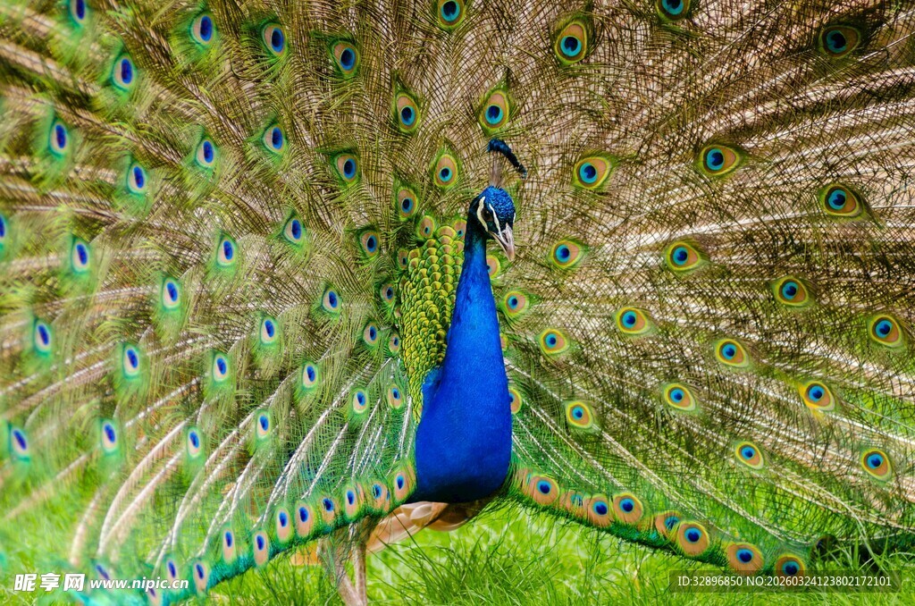 开屏的美丽孔雀