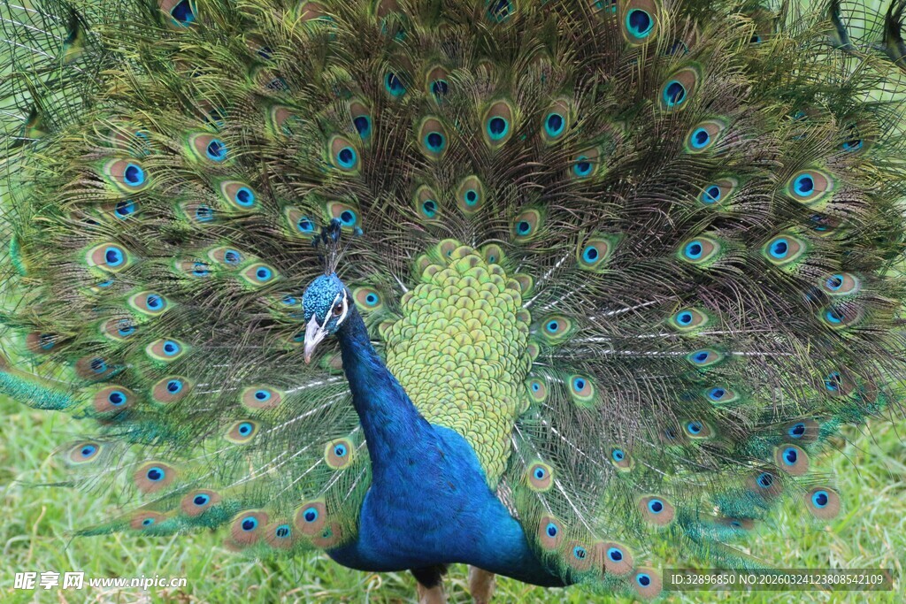 开屏的美丽蓝孔雀