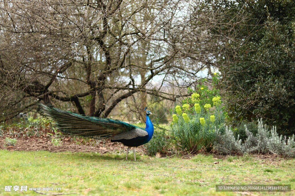草地上的孔雀与自然景致
