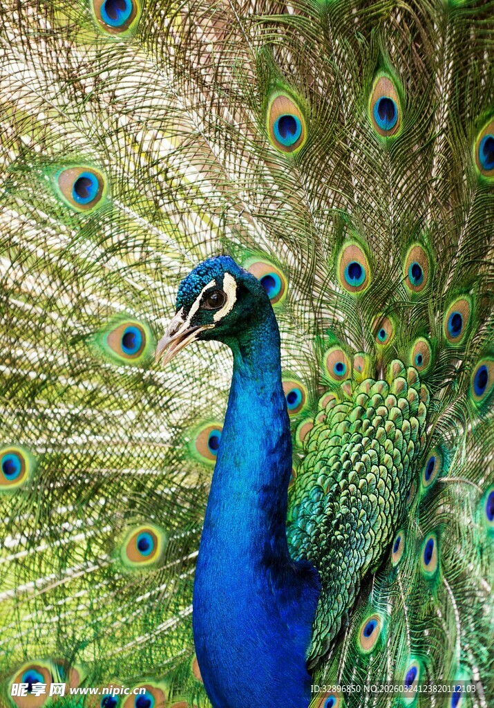 开屏的美丽蓝孔雀