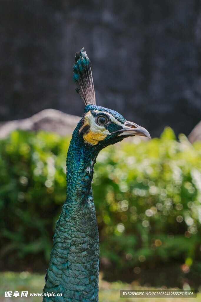 优雅孔雀于绿植间