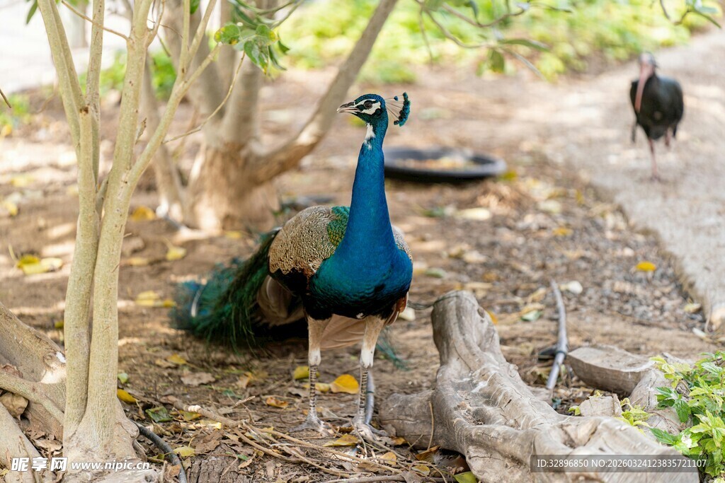 林间漫步的美丽孔雀