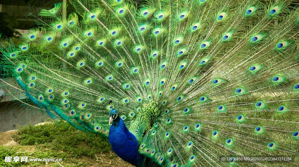 开屏孔雀展绚丽羽毛