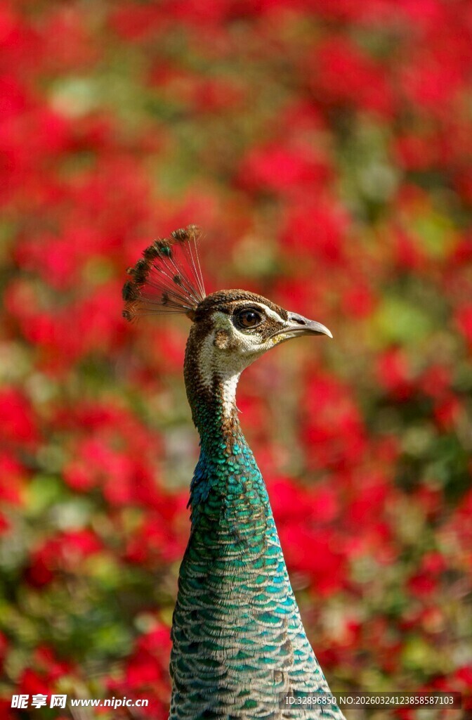 花丛中的美丽孔雀