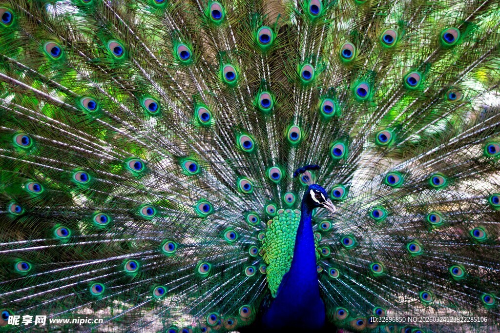 开屏的美丽孔雀