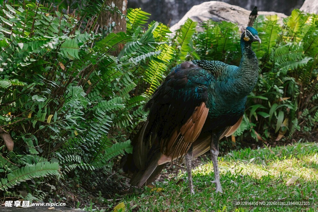 草地上的美丽孔雀