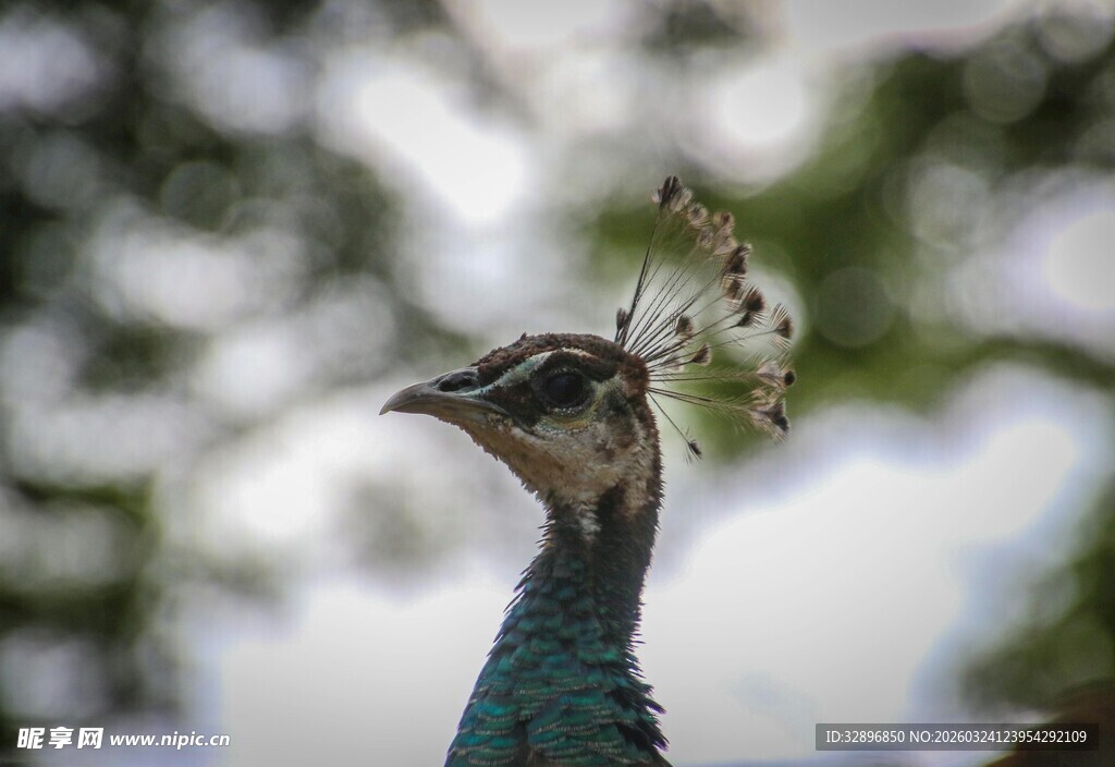 孔雀头顶停蝴蝶