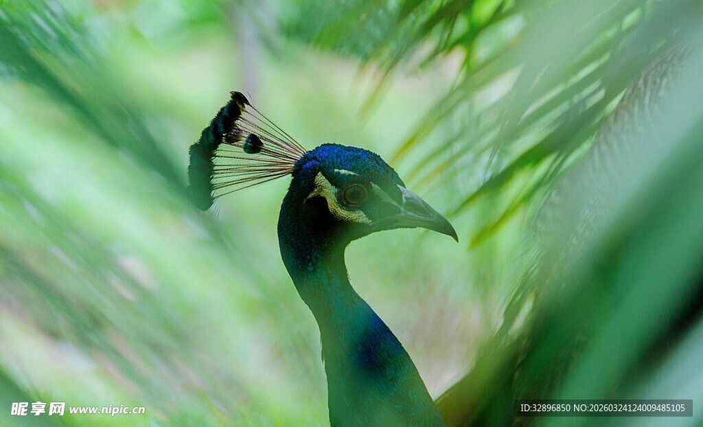 孔雀藏身绿叶间