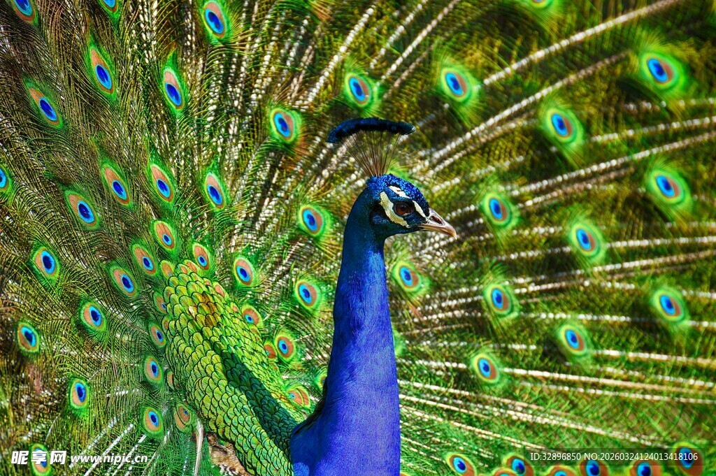 开屏的美丽孔雀