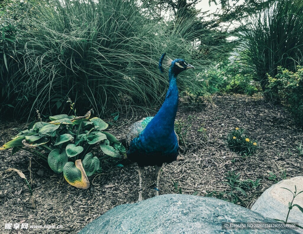 花园中的美丽蓝孔雀