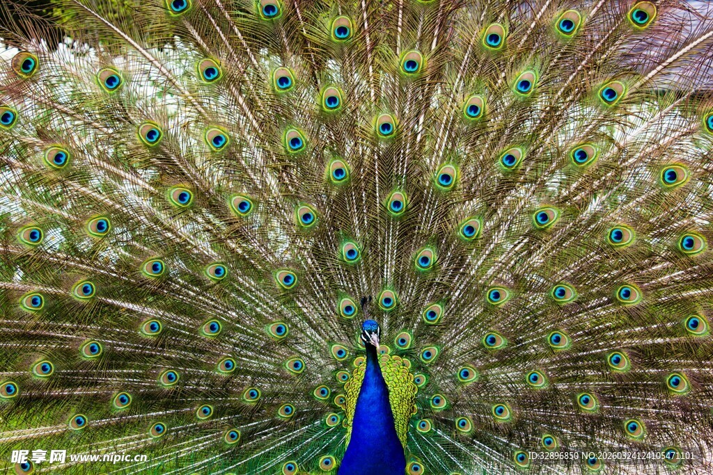 开屏的美丽孔雀