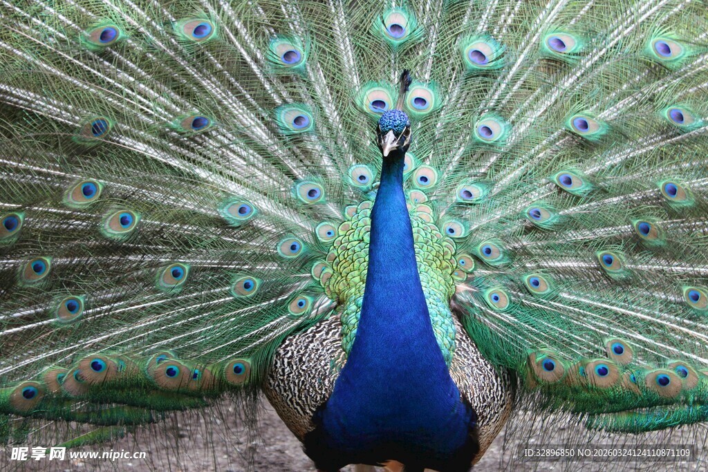 开屏的美丽孔雀