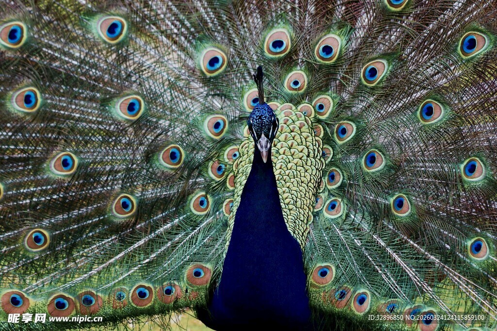 开屏的美丽孔雀