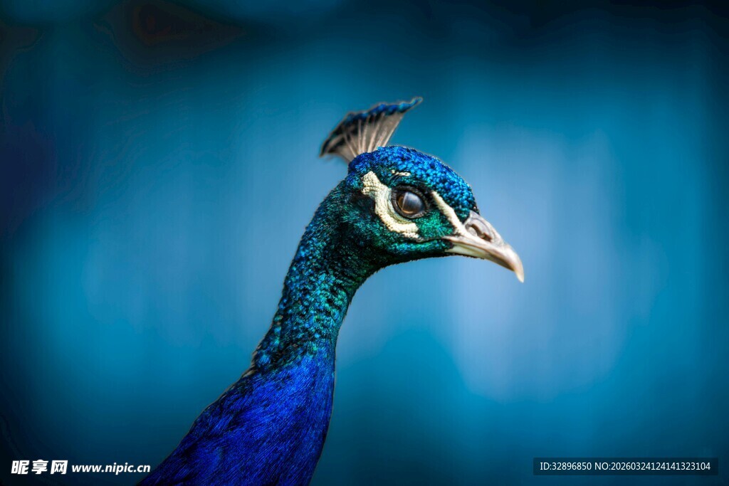 蓝孔雀头部特写